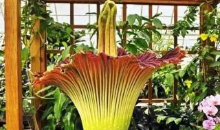 世界十大毒王第一名