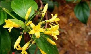 世界十大毒王第一名