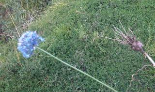 洋葱吃的是叶还是茎