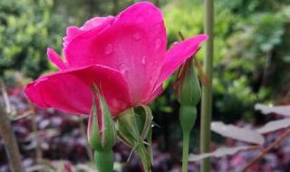 雨后的故事动态图片